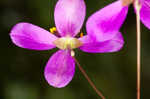 Largeflower fameflower